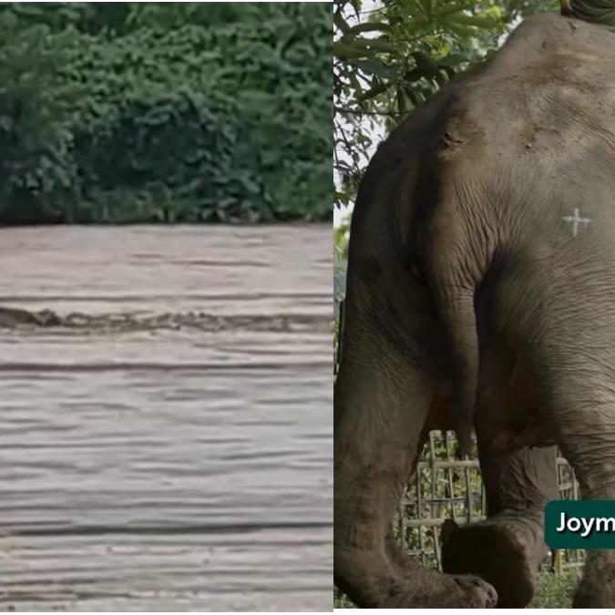 नागालैंड की बाढ़ में घायल हुई हथिनी जॉयमोती का एयरलिफ्ट: वन्यजीव बचाव में नया अध्याय नागालैंड की बाढ़ में घायल हुई हथिनी जॉयमोती का एयरलिफ्ट: वन्यजीव बचाव में नया अध्याय