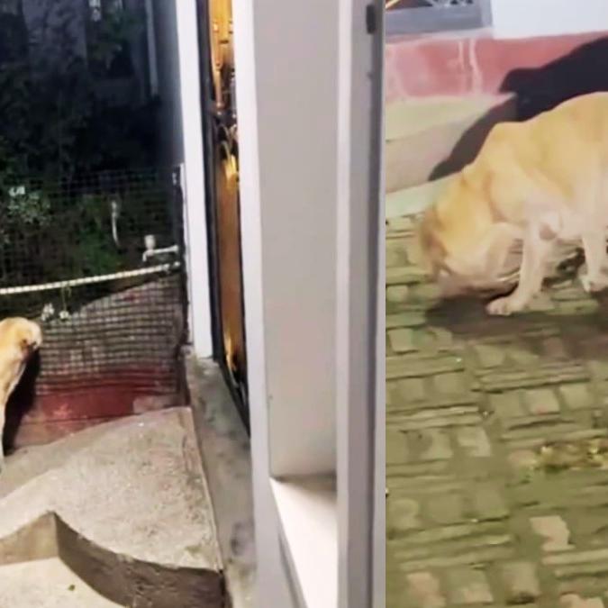 मालिक के परिवार को बचाने के लिए कोबरा से भिड़ा लैब्राडोर ‘टॉमी’, बलिया में जान देकर निभाई वफादारी मालिक के परिवार को बचाने के लिए कोबरा से भिड़ा लैब्राडोर 'टॉमी', बलिया में जान देकर निभाई वफादारी