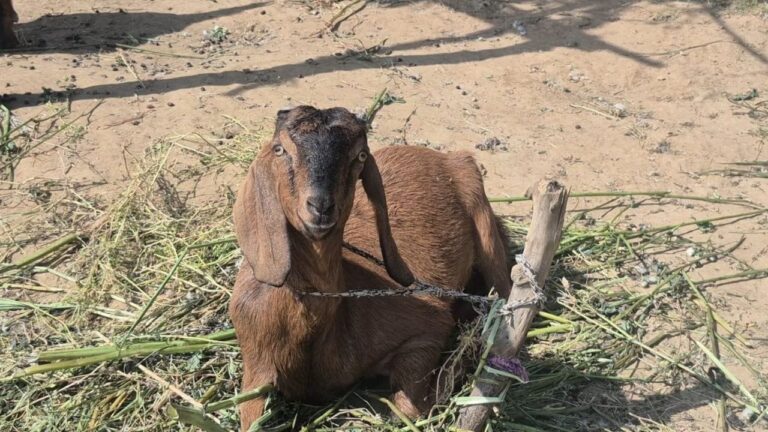 विदिशा के किसान नवल सिंह मालवीय ने 20 साल की पालतू बकरी ‘कटोरी’ के निधन पर किया ऐसा अनूठा अंतिम संस्कार, 600 लोगों ने किया तेहरवीं में शामिल
